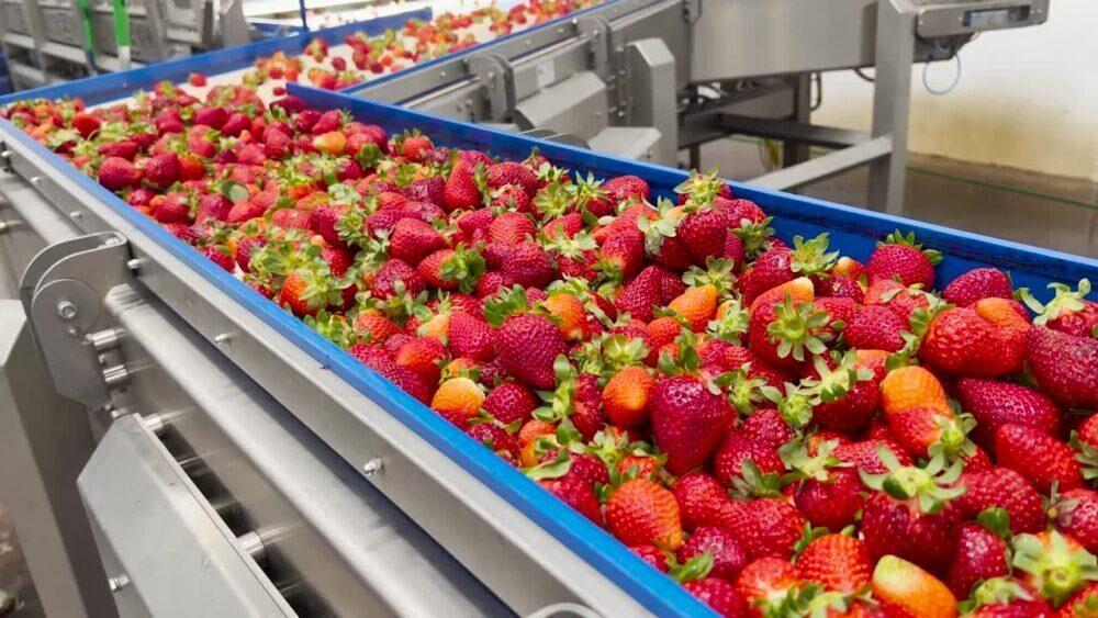 Manfaat Fruit Pulp sebagai Bahan Olahan Serbaguna di Dunia Kuliner